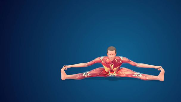 3D human Upavistha Konasana or Seated Wide-Angle yoga pose on blue background - Fotó, kép