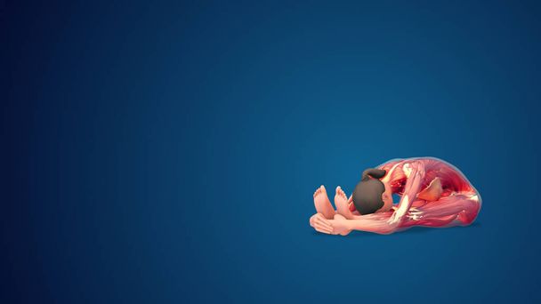 3D emberi Paschimottanasana jóga póz kék háttér - Fotó, kép