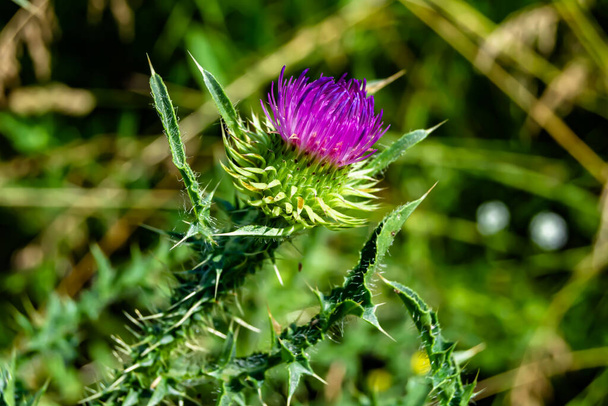 Beautiful growing flower root burdock thistle on background meadow, photo consisting from growing flower root burdock thistle to grass meadow, growing flower root burdock thistle at meadow countryside - Photo, Image