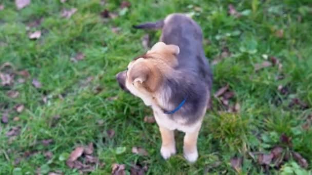 A brown-black small dog stands on the grass in the park and waves its tail while looking at the camera. Young playful shepherd puppy looks around while standing on the lawn. Funny adorable pet outdoor - Filmagem, Vídeo
