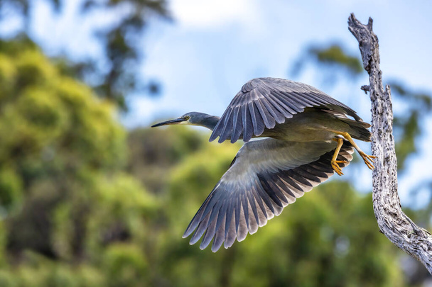 A white faced heron, egretta novaehollandiae, takes flight from a tree. At Kennett River, on the Great Ocean Road, Australia.  - Foto, afbeelding