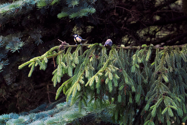 Diferentes espécies de aves que podem ser encontradas na primavera em jardins e parques criam uma scsneria primavera - Foto, Imagem