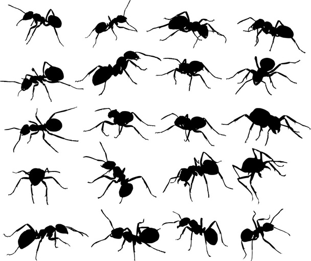 20 ant シルエット - ベクター画像