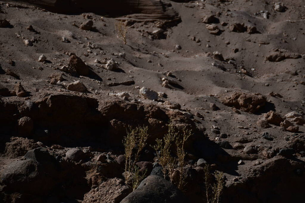  グアチン・キャニオンに鳥Altiplano San Pedro de Atacama Chile.高品質の写真 - 写真・画像