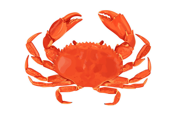 Crab isolated on white background. Vector eps 10. crab vector on sand color background, perfect for wallpaper or design elements - Vector, Imagen