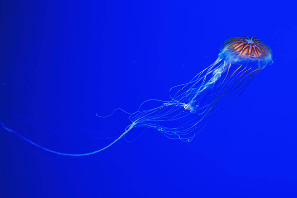 macro photography underwater northern sea nettle or brown jellyfish jellyfish close-up - Foto, Bild