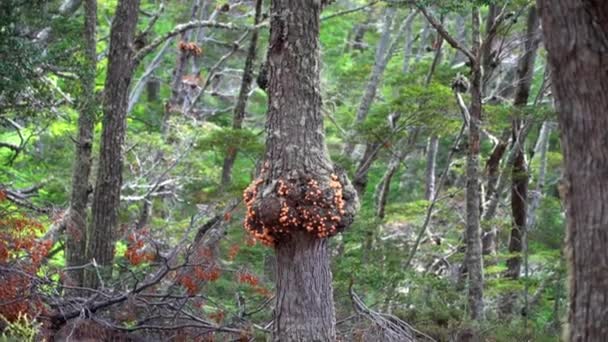 Pan de Indio is an edible orange tree mushroom growing in a forest in Patagonia, Argentina on tierra del fuego. - Metraje, vídeo