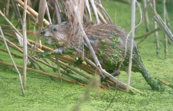 Muskrat, Ondatra zibethicus. An animal sitting in a pond eating plants - Φωτογραφία, εικόνα