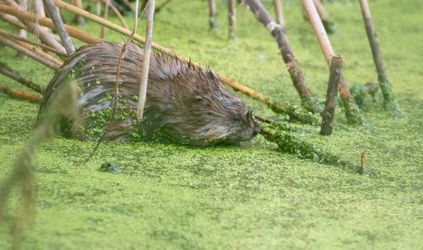 Muskrat, Ondatra zibethicus. An animal sitting in a pond eating plants - Photo, Image
