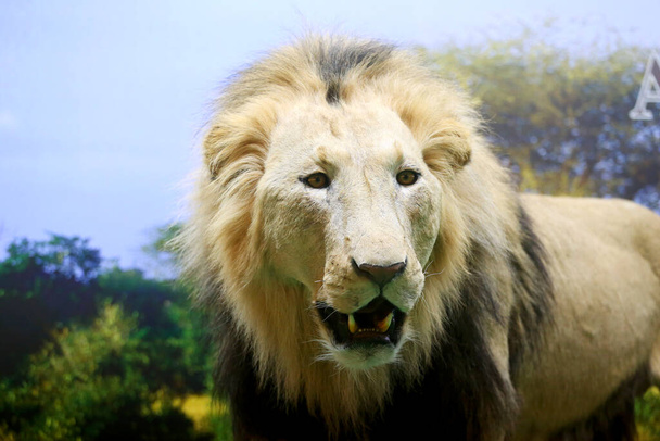 Budapest, Hungría - 09 DE FEBRERO DE 2023: Primer plano de un león africano relleno en la Feria de Caza de Budapest Expo - Foto, imagen