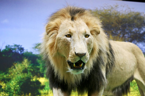 Budapest, Hungary - FEBRUARY 09, 2023: Close up of a stuffed african lion at Budapest Hunting Fair Expo - Foto, Imagem