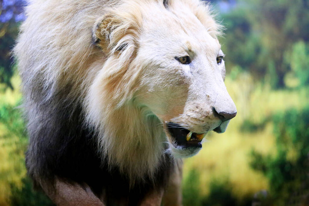 Budapest, Hungría - 09 DE FEBRERO DE 2023: Primer plano de un león africano relleno en la Feria de Caza de Budapest Expo - Foto, imagen