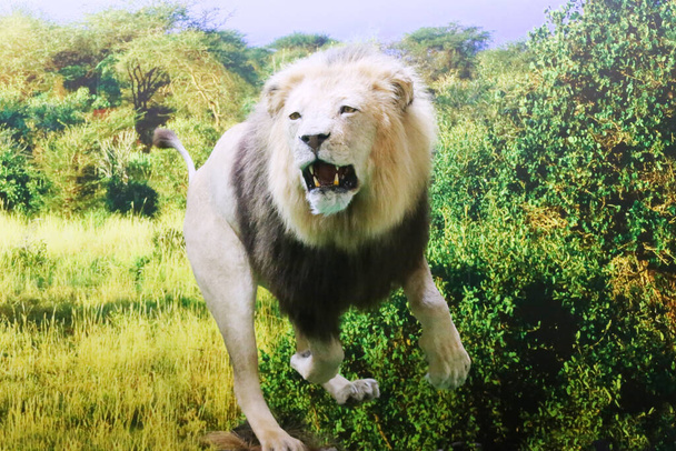 Βουδαπέστη, Ουγγαρία - 9 ΦΕΒΡΟΥΑΡΙΟΥ 2023: Κοντινό πλάνο ενός λούτρινου αφρικανικού λιονταριού στη Βουδαπέστη Hunting Fair Expo - Φωτογραφία, εικόνα