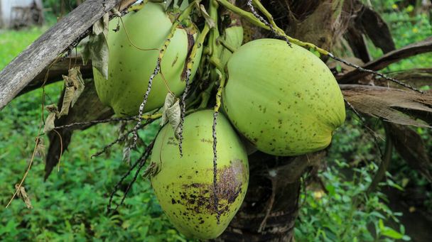 Свіжі зелені кокоси висять з дерева
. - Фото, зображення