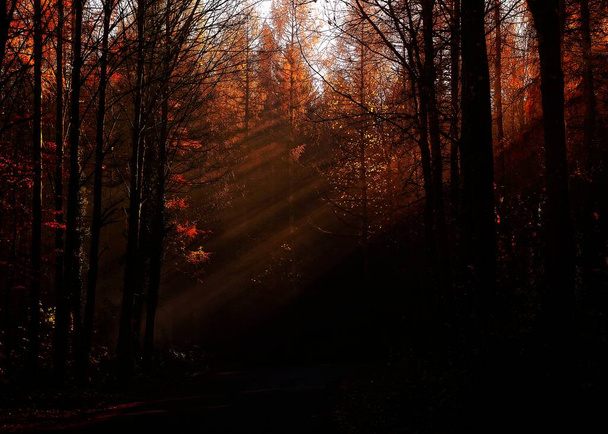Длинные солнечные лучи в темном лесу осенью. - Фото, изображение