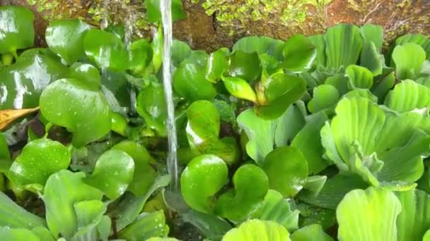 Close-up on green pistia. Plants in the pond. Pistia is an aquatic plant - Video, Çekim
