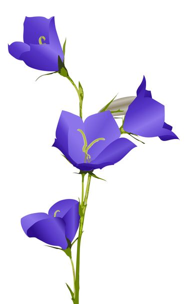 kék harangvirág virág illusztráció - Vektor, kép