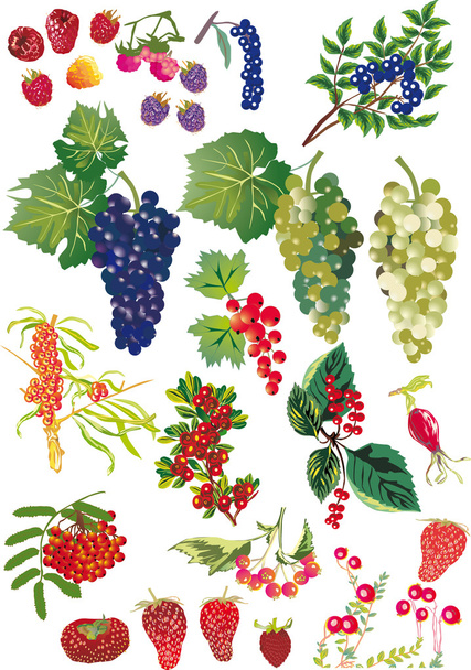 collection of different berries on white - Vector, Image