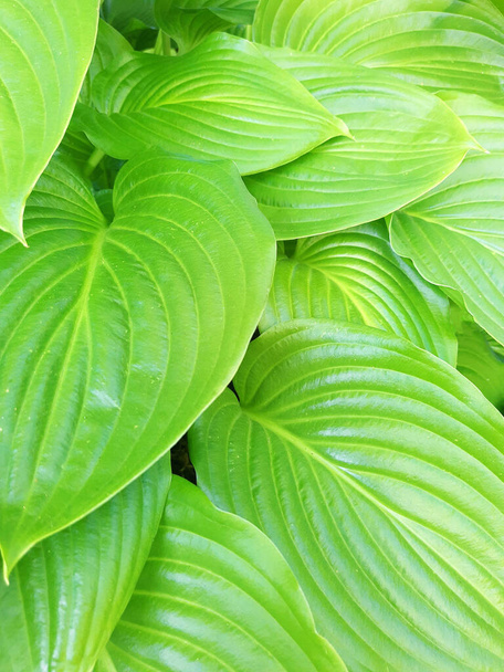 Helder groene grote bladeren van de hosta close-up in de tuin. - Foto, afbeelding