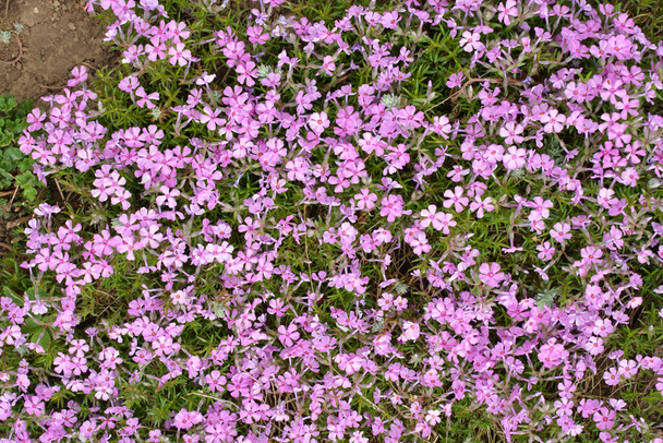 Wiosną, phlox subulata kwitnie w klombie - Zdjęcie, obraz