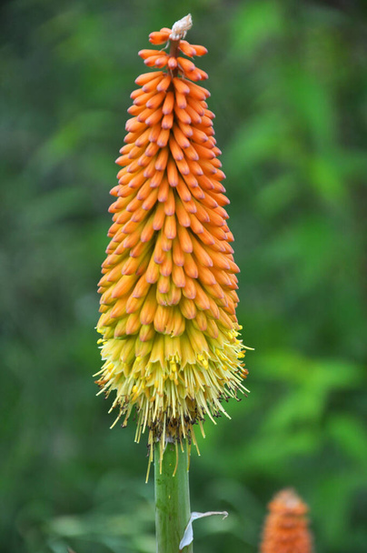 Im Sommer blüht kniphofia uvaria auf einem Beet im Garten - Foto, Bild