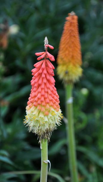 In summer, kniphofia uvaria blooms on a flowerbed in the garden - Photo, Image