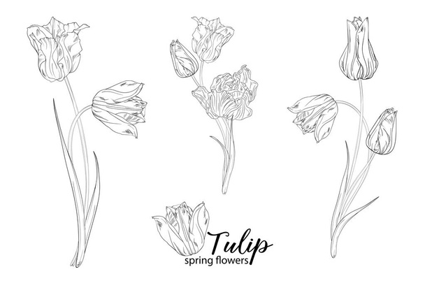 grafikus virágdísz tulipánvirágokkal. Tavaszi virágok. - Vektor, kép