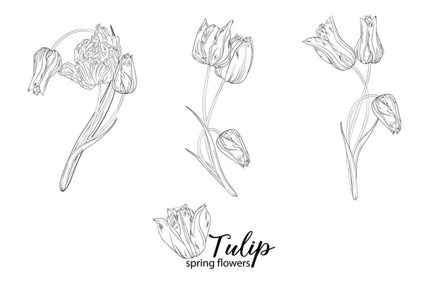 graficzne kompozycje kwiatowe z kwiatami tulipanów. Kwiaty wiosenne. - Wektor, obraz