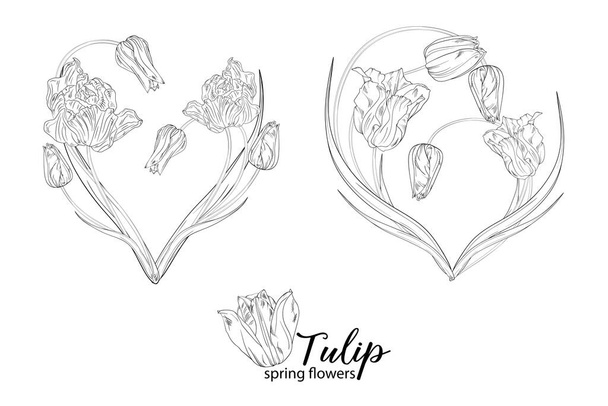 arreglos florales gráficos con flores de tulipán. Flores de primavera. - Vector, Imagen