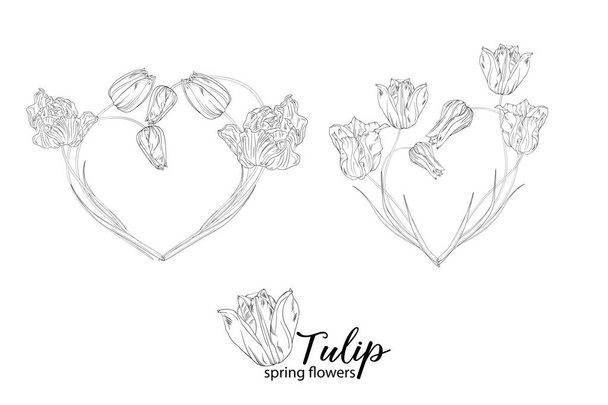 arreglos florales gráficos con flores de tulipán. Flores de primavera. - Vector, Imagen