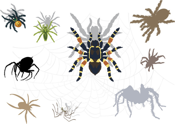 set of spiders and webs - Vector, Image