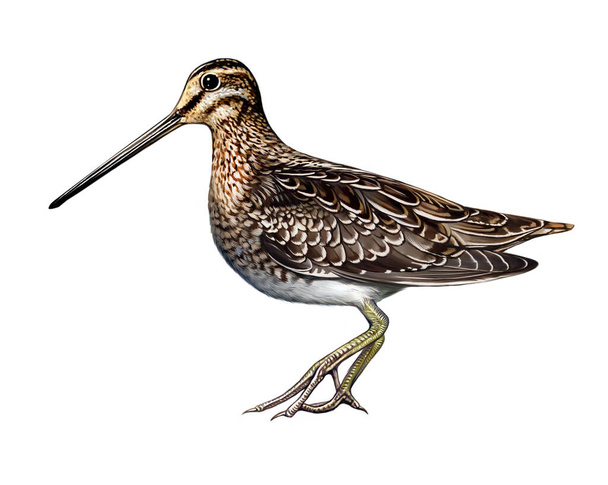 Snipe, Gallinago, small wading bird, realistic drawing, illustration for animal encyclopedia, isolated image on white background - Foto, imagen