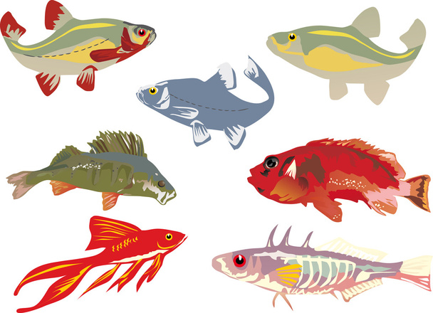 коллекция семи цветных рыб
 - Вектор,изображение