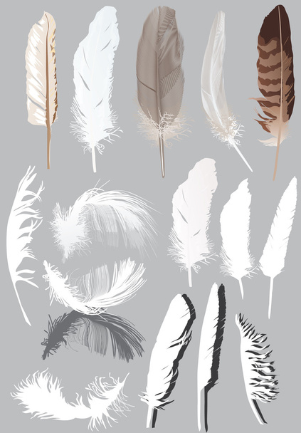 fifteen feathers isolated on grey - Vector, Image