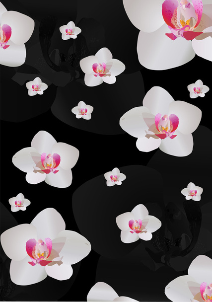 background with white orchid flowers - Vector, Image