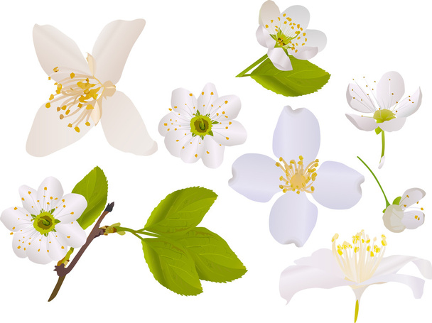 γιασεμί και κεράσι δέντρο λουλούδια συλλογή - Διάνυσμα, εικόνα