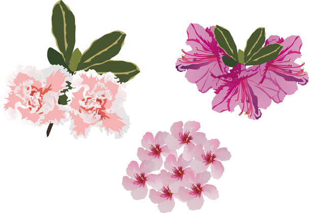flores rosadas pequeña colección
 - Vector, Imagen