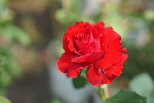 красива троянда квітуча на сонці
 - Фото, зображення