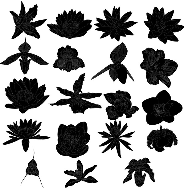 lily and orchid flowers silhouettes collection - Vector, Image