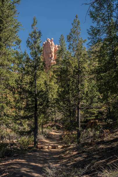 Hoodoo Peaks Out From Over the Trees on the Below The Rim Trail Bryce Canyonin kansallispuistossa - Valokuva, kuva