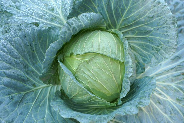 Organic green cabbage background in the garden - Fotoğraf, Görsel