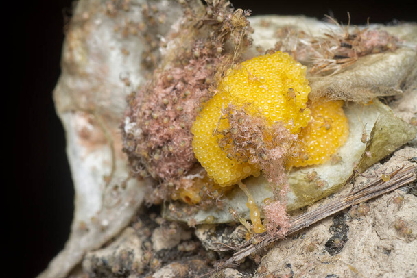 Kese yuvasında örümcek ve yumurta bataklığı..  - Fotoğraf, Görsel