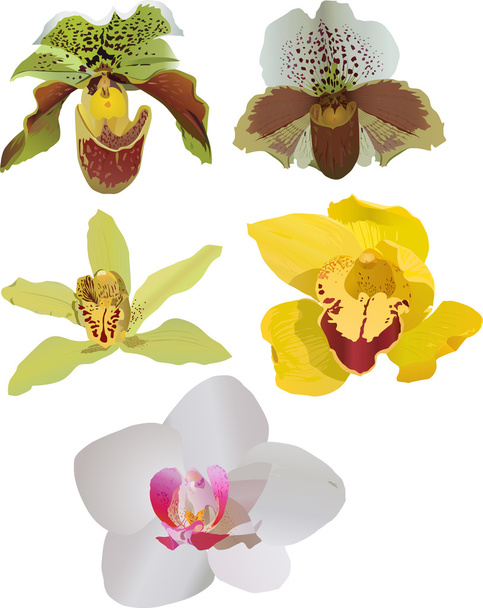 vijf kleur orchideeën op wit - Vector, afbeelding