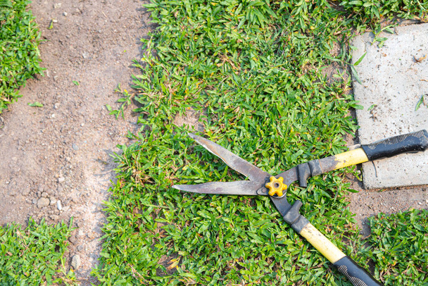 cisailles à gazon sur l'herbe verte, hobby et concept de jardinage - Photo, image