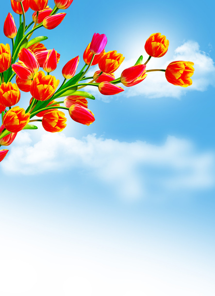 fiori primaverili tulipani isolati su sfondo bianco - Foto, immagini