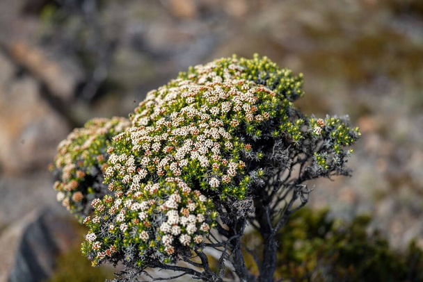 alpine plants growing on a mountain in, on mt wellington in hobart tasmania australia in summer - Fotoğraf, Görsel