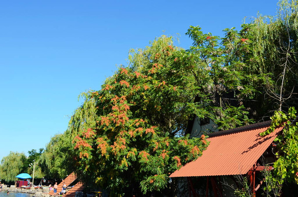 Ailanthus altissima, called tree of heaven in chinese, with brown red samaras - Fotó, kép