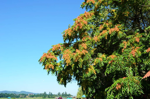 Ailanthus altissima, called tree of heaven in chinese, with brown red samaras - Photo, Image