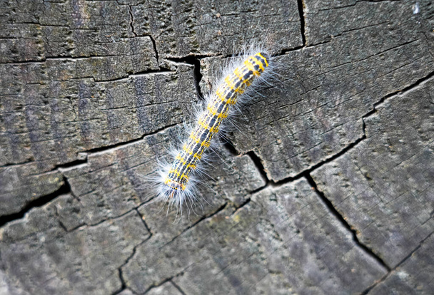 Buff-tip Caterpillar. Phalera bucephala. Insekten aus nächster Nähe. Motte der Familie Notodontidae. - Foto, Bild