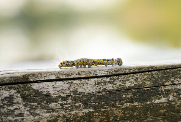 Buff-tip Caterpillar. Phalera bucephala. Insect close-up. Moth of the family Notodontidae. - Photo, Image